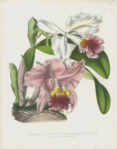 Varieties of the Ruby-Lipped Cattleya, Cattleya Labiata by English School